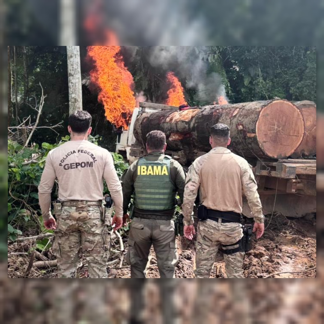 Combate a crimes ambientais mobiliza forças em Rondônia