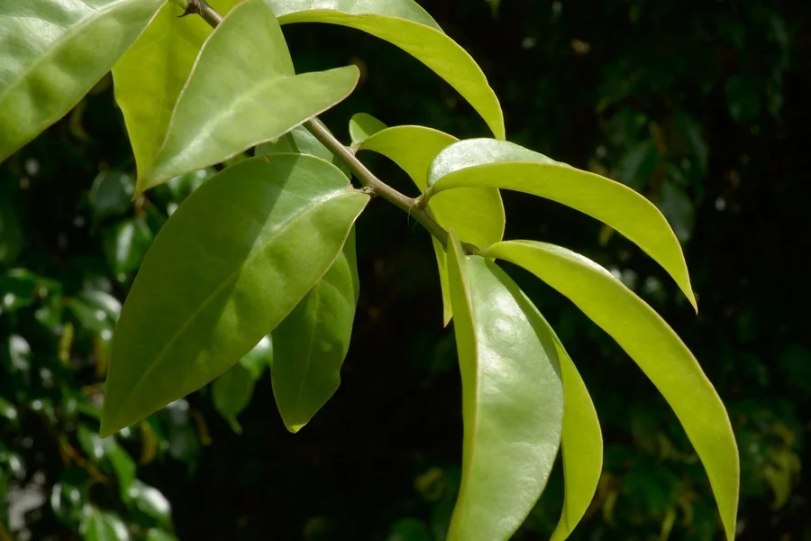 Ora-pro-nóbis entra em pauta por potenciais benefícios ao organismo