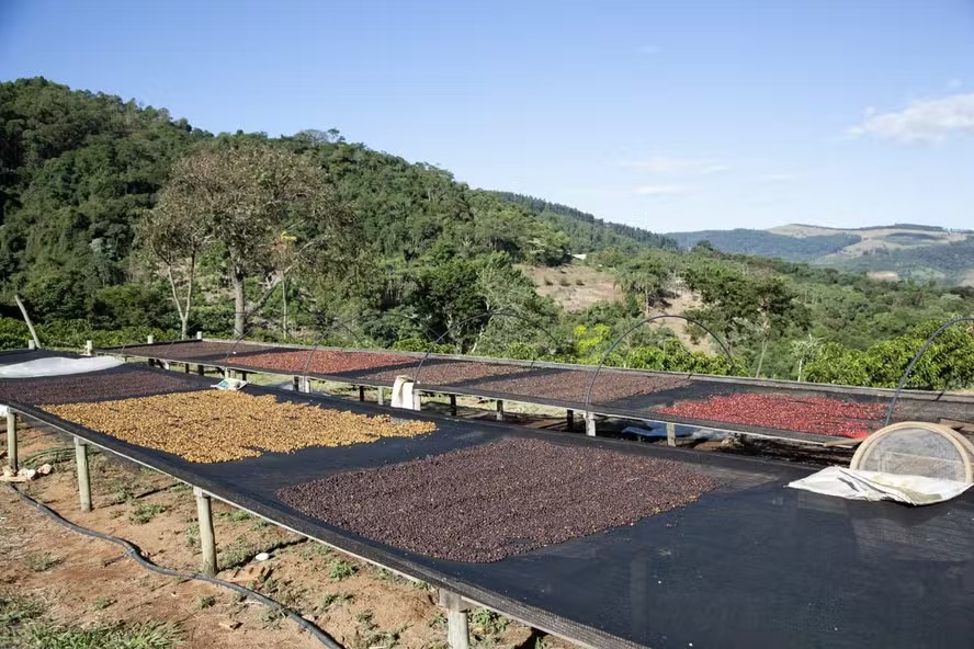 Brasil monitora efeitos do El Niño na safra de café 2027/28