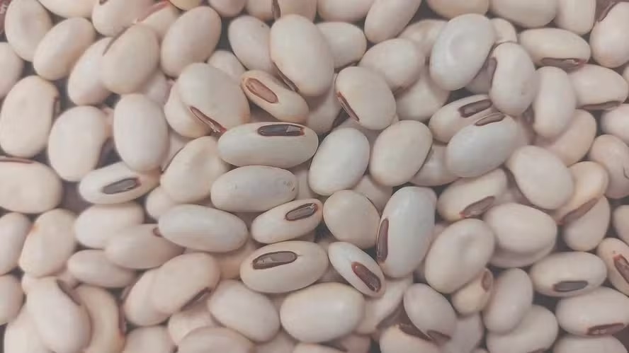 Feijão-de-porco se destaca no campo com aplicações diversas na agricultura