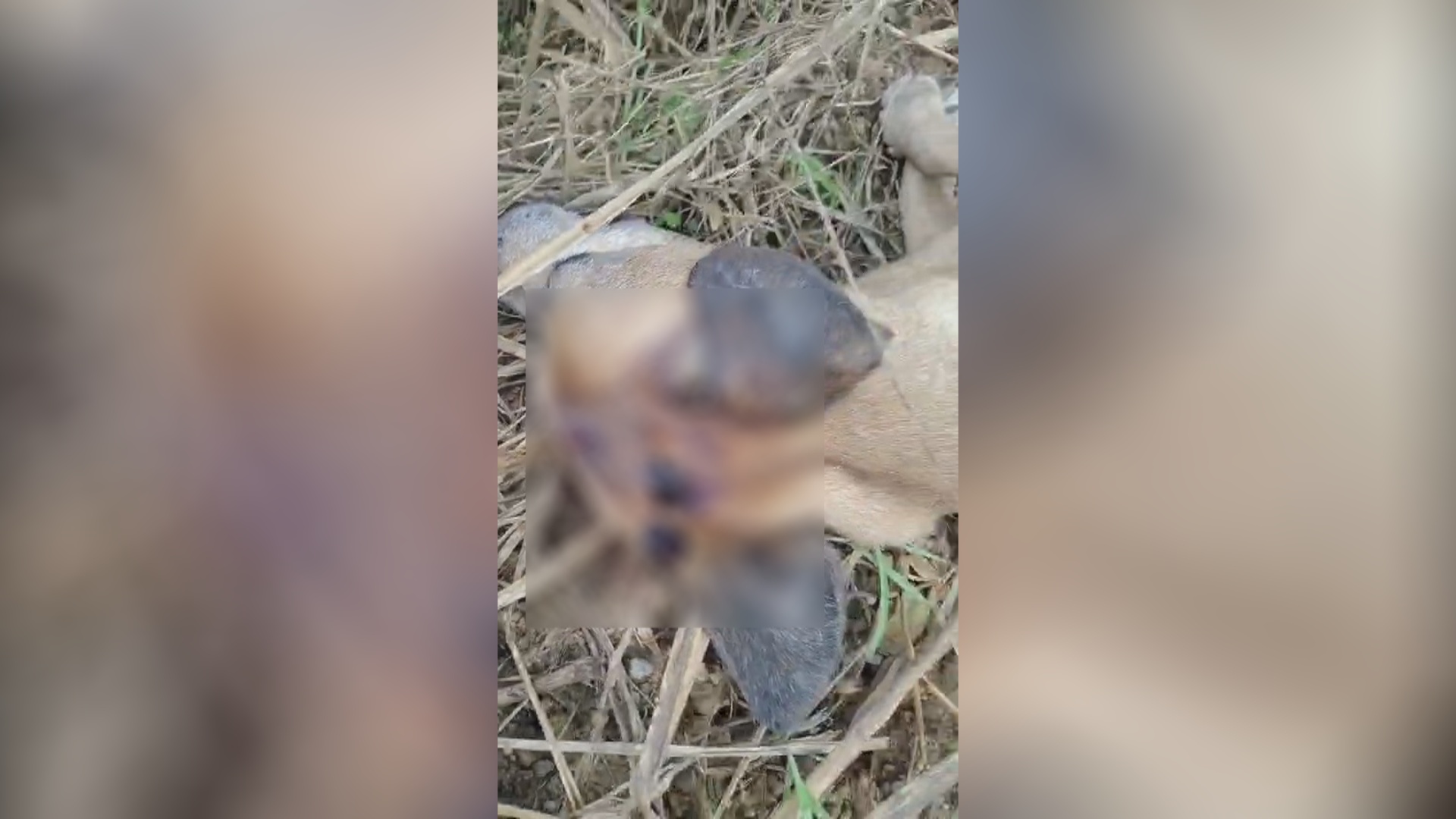 Cão ferido na Linha 6 não resiste e caso gera comoção em Cacoal, RO