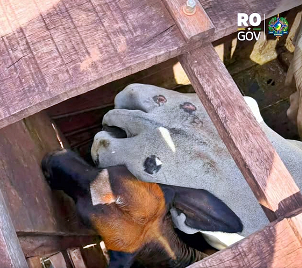 Polícia Civil recupera 17 cabeças de gado furtadas e conduz suspeitos à delegacia em Rondônia
