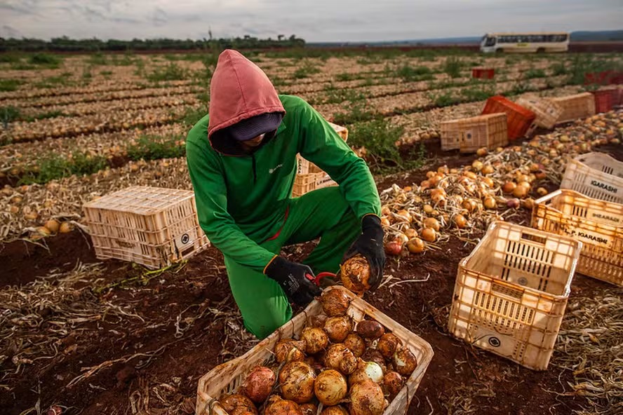 Emprego no agronegócio cresce, mas cai na produção agropecuária