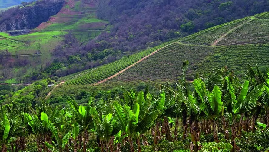 Projeto busca centralizar dados da agricultura regenerativa no Brasil