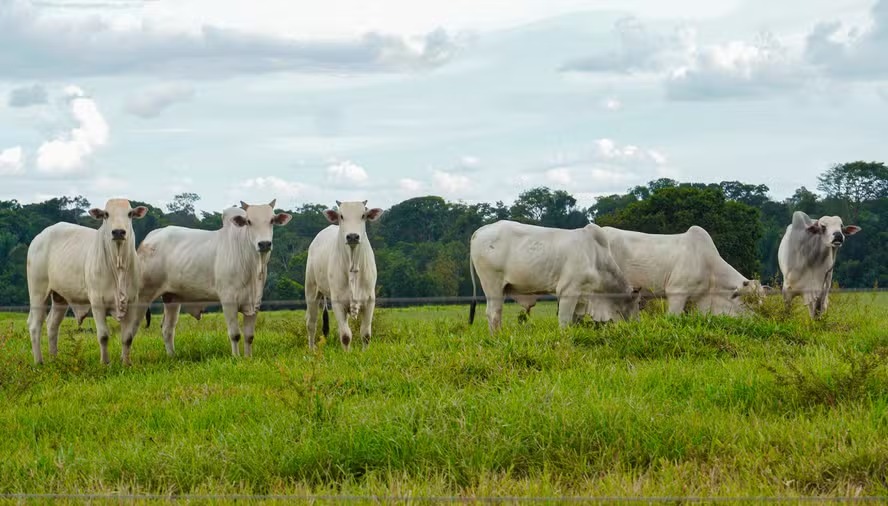 Antimicrobianos: Brasil pede transição gradual à União Europeia