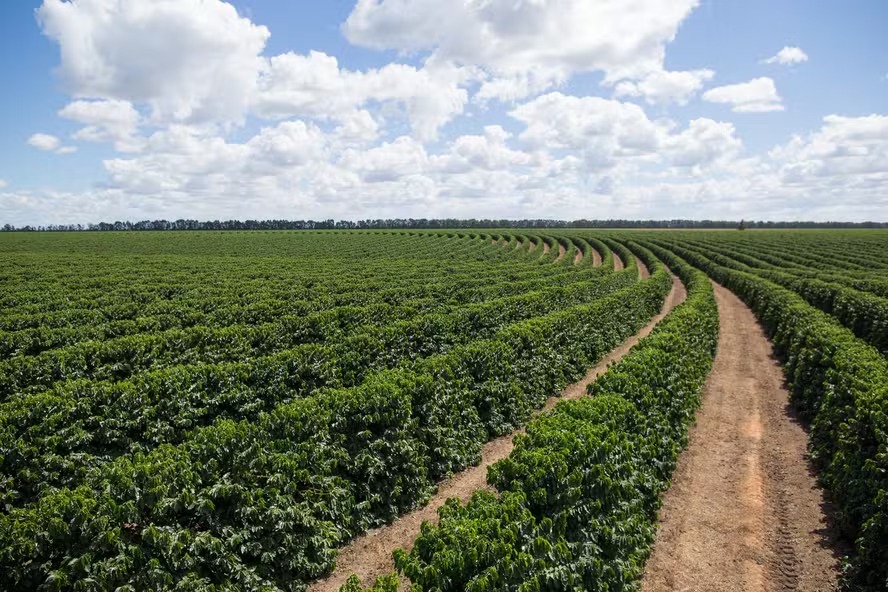 Produção de café cresce no Brasil, mas preços ainda são incertos