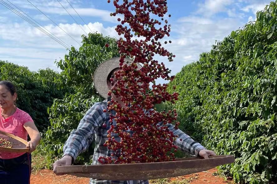 Brasil deve bater recorde de produção de café com alta de 18% em 2026