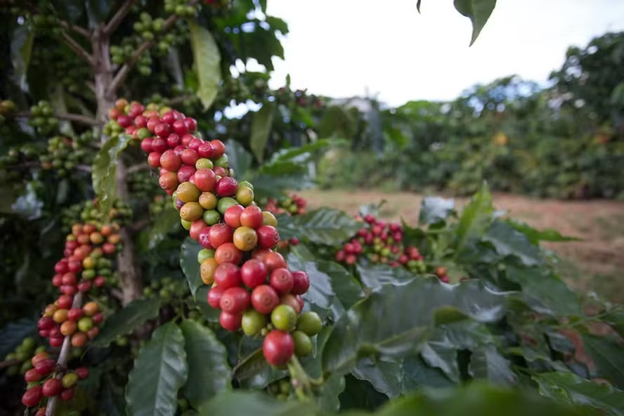 Alta umidade prejudica avanço da colheita de café no Brasil