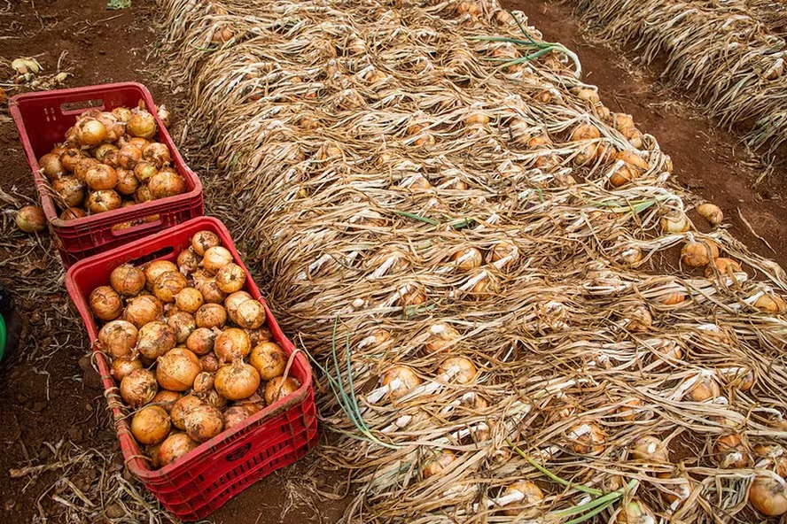 Queda na qualidade da cebola influencia vendas e preços no setor