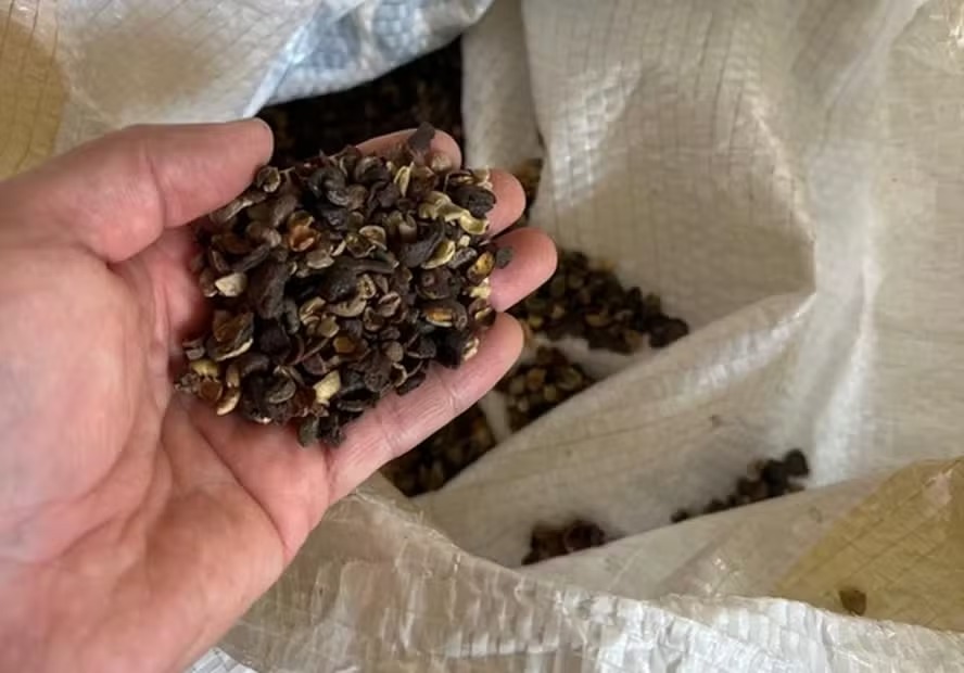 Apreensão supera 82 toneladas de produtos relacionados à fabricação de café torrado