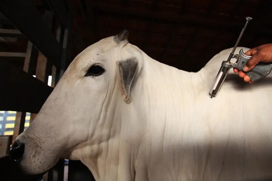 Novas vacinas ampliam proteção animal contra clostridioses