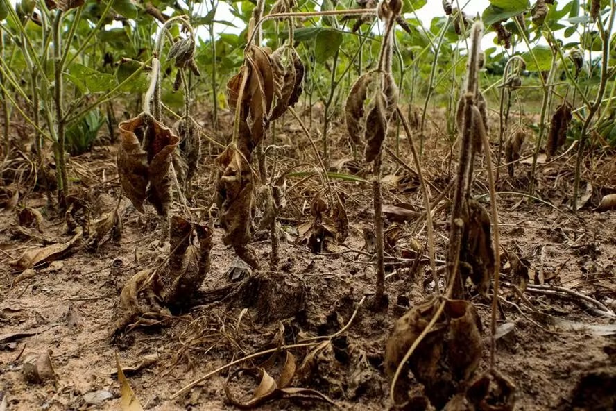 Seguro rural brasileiro fica atrás de grandes potências agrícolas, diz análise