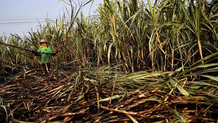 Mercado global de alimentos tem preços estáveis em maio