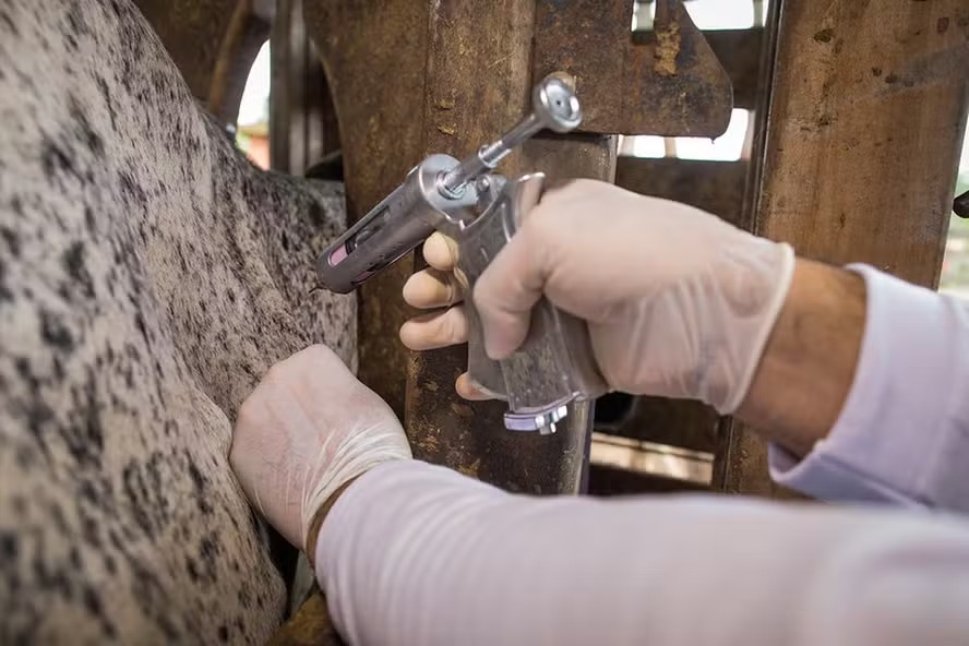 Brasil criminaliza o exercício ilegal da Medicina Veterinária