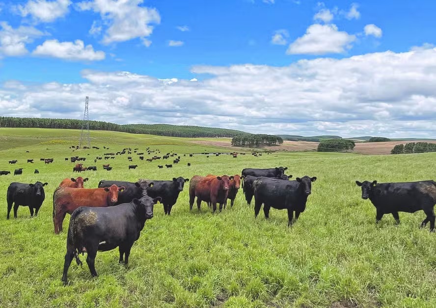 Recuperação ambiental com EcoInvest avança abaixo do esperado