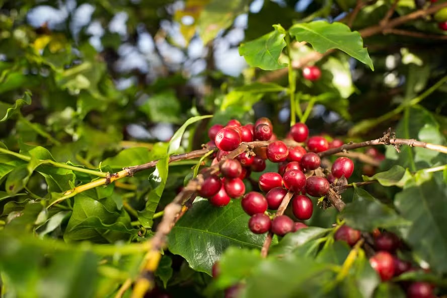 Produção de café acelera com avanço da colheita nas lavouras