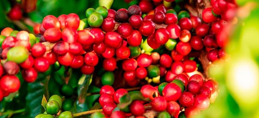 Lavouras de café enfrentam avanço de pragas secundárias