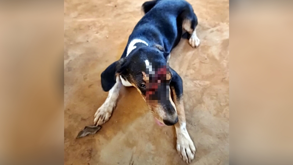 Cachorra sobrevive a ataque brutal e mobiliza rede de proteção animal em Jaru, RO