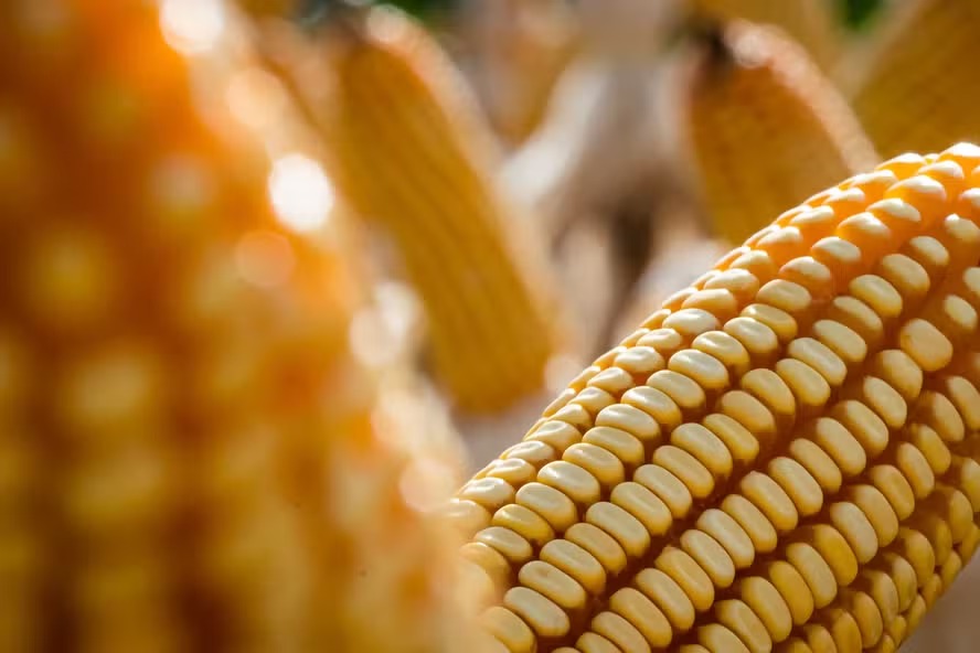 Alta na produção esperada no Brasil reduz preços do milho