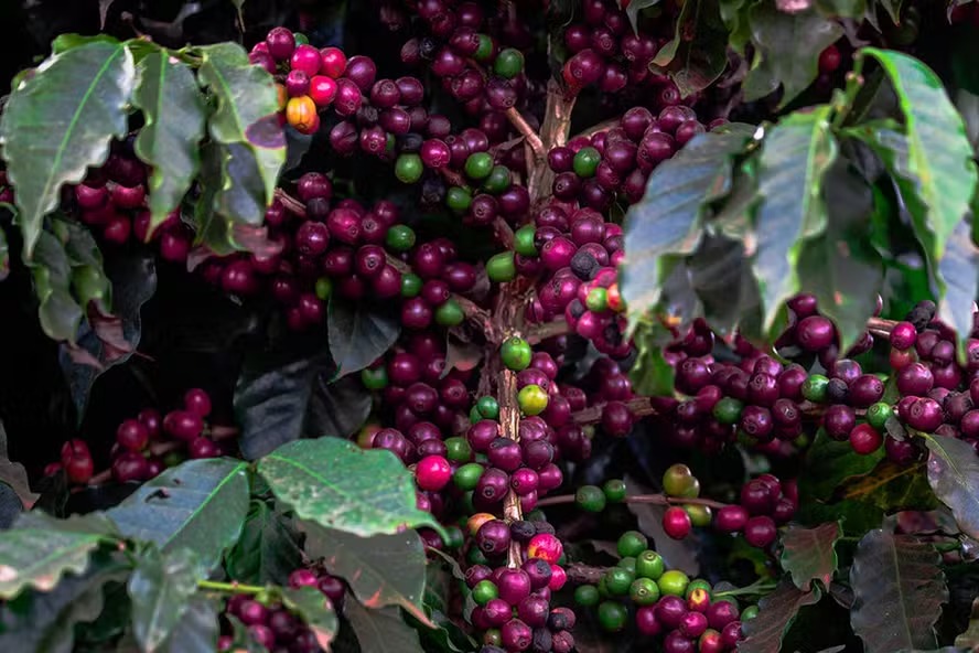 Café e cacau sobem em Londres com mercados dos EUA fechados