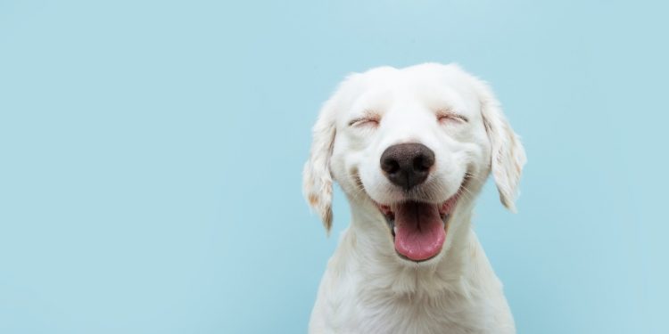 Prefeitura de Jaru realizará campanha contra a raiva no próximo sábado, 9 das 8h às 17h