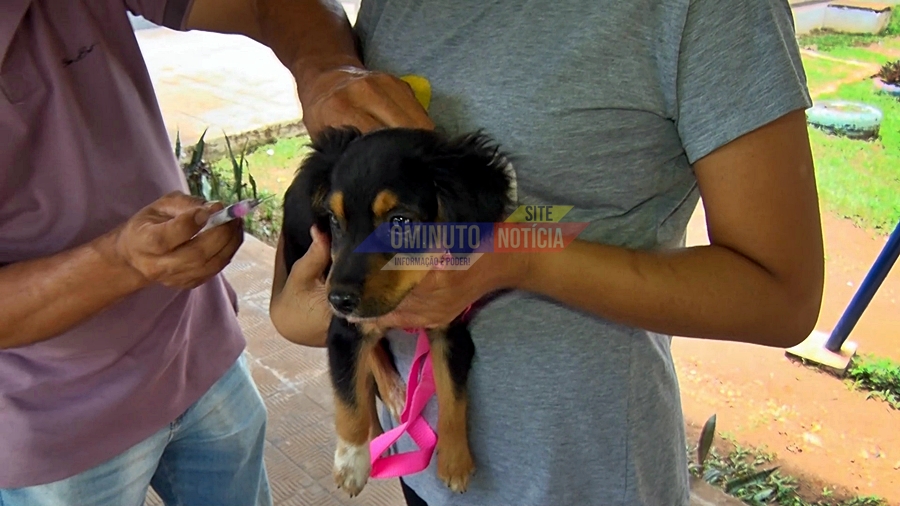 Vacinação antirrábica para cães e gatos acontece neste sábado no Setor 03, em Cacoal, RO
