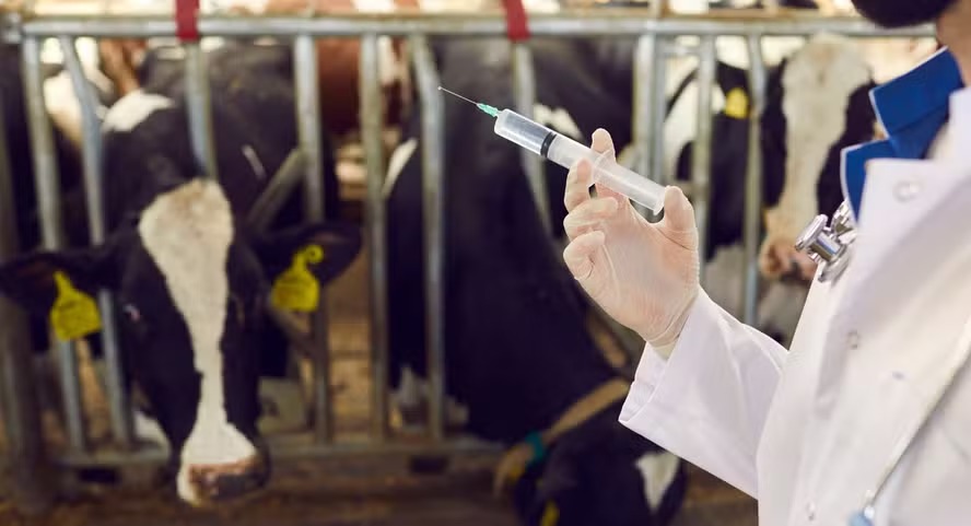 Vacinas contra clostridioses: Ministério garante 8,4 milhões de doses disponíveis
