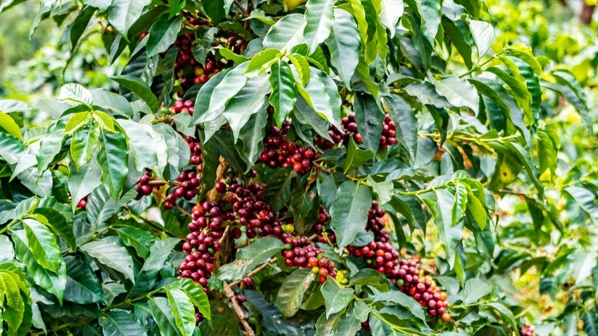 Ferrugem no cafeeiro: chuvas favorecem avanço da doença