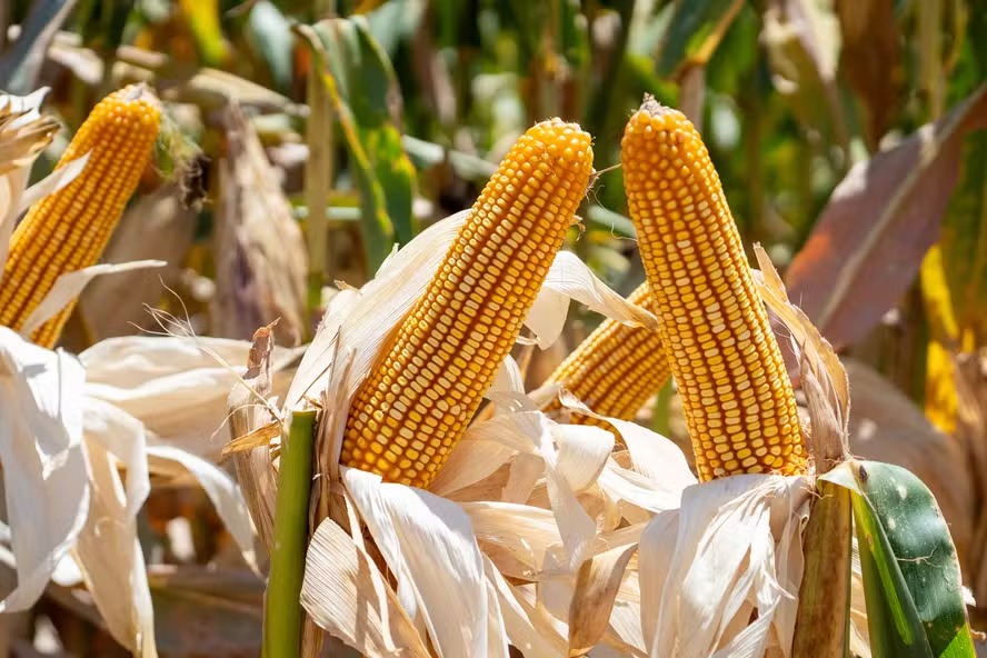 Preços do milho voltam a estabilizar em regiões produtoras