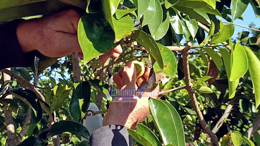 Graviolas gigantes chamam atenção em pomar de agricultor, em Cacoal, RO