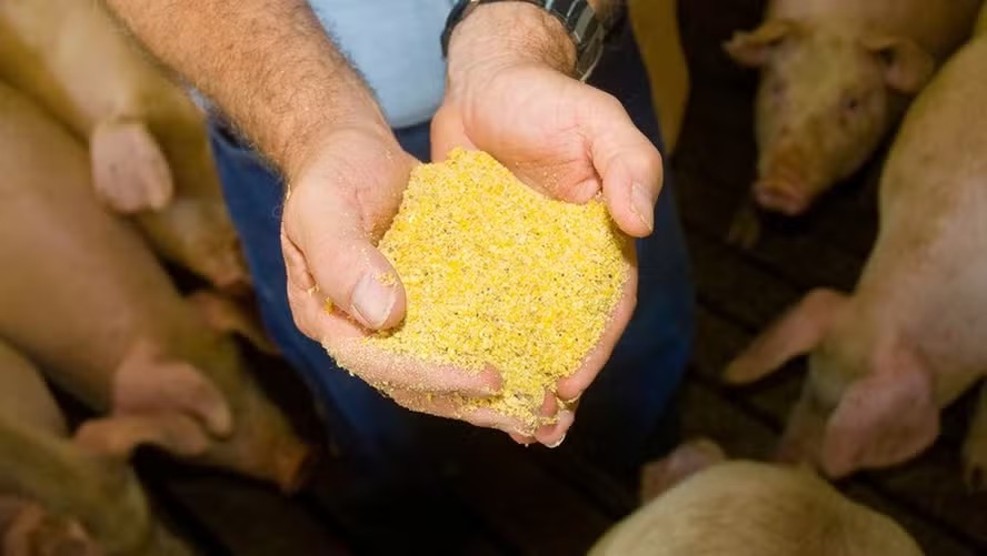 Conab busca empresas para armazenar estoques de farelo de soja