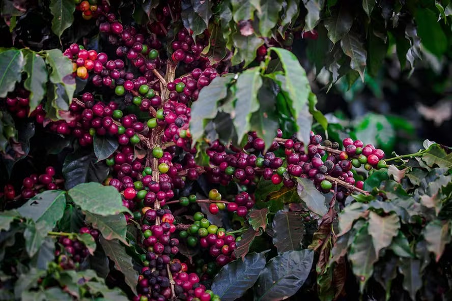Café brasileiro volta a pressionar mercado e preços avançam em Nova York