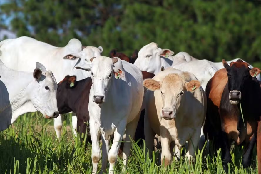 Exigências da UE para antimicrobianos geram críticas de pecuaristas no Brasil