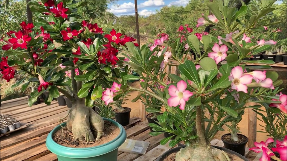 Homem é preso após furtar oito mudas de flores do deserto de viveiro, em Cacoal, RO