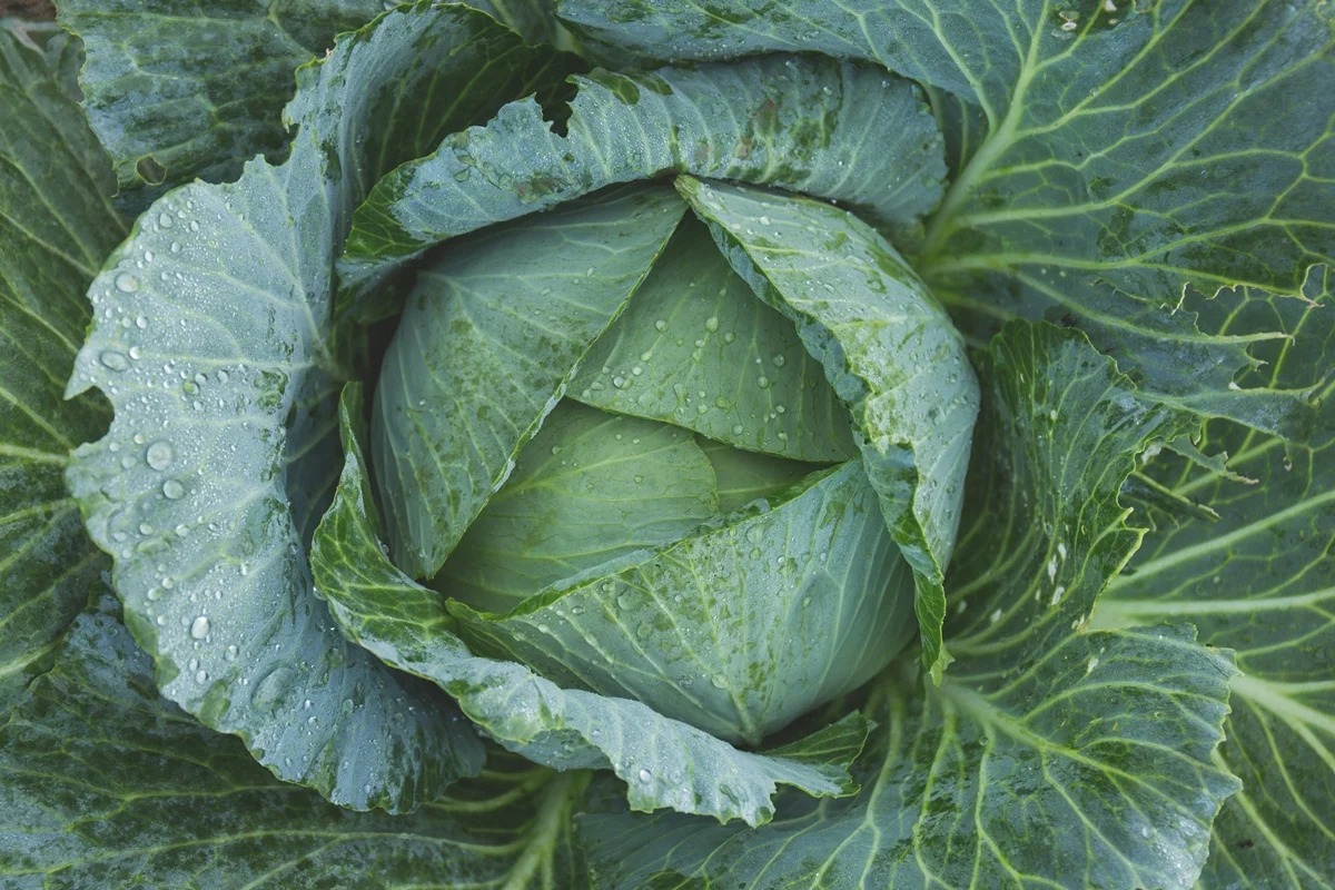 Couve deixa suco verde mais saudável, mas sem efeito detox