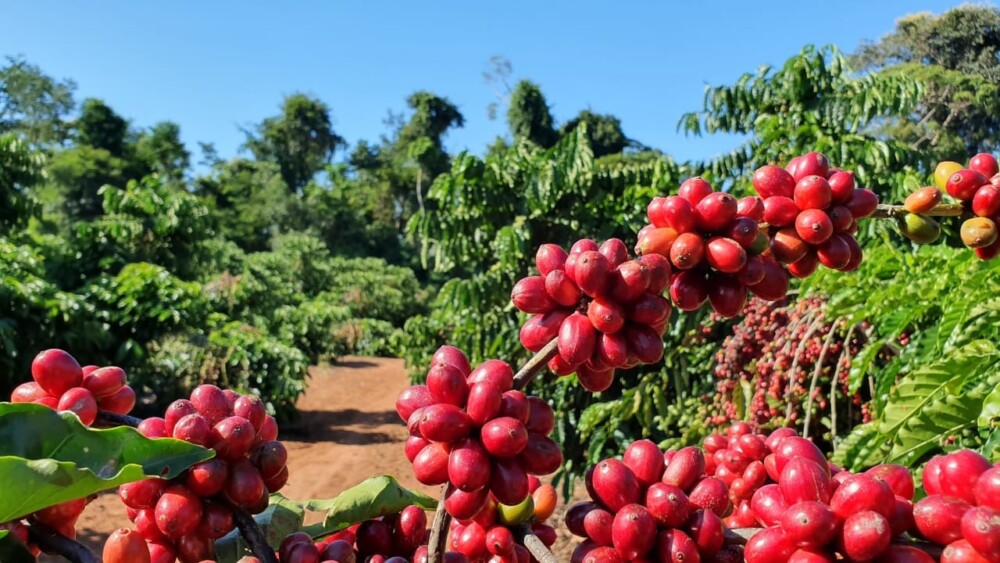 Café Robusta é cotado a R$ 1.035 por saca, em Cacoal