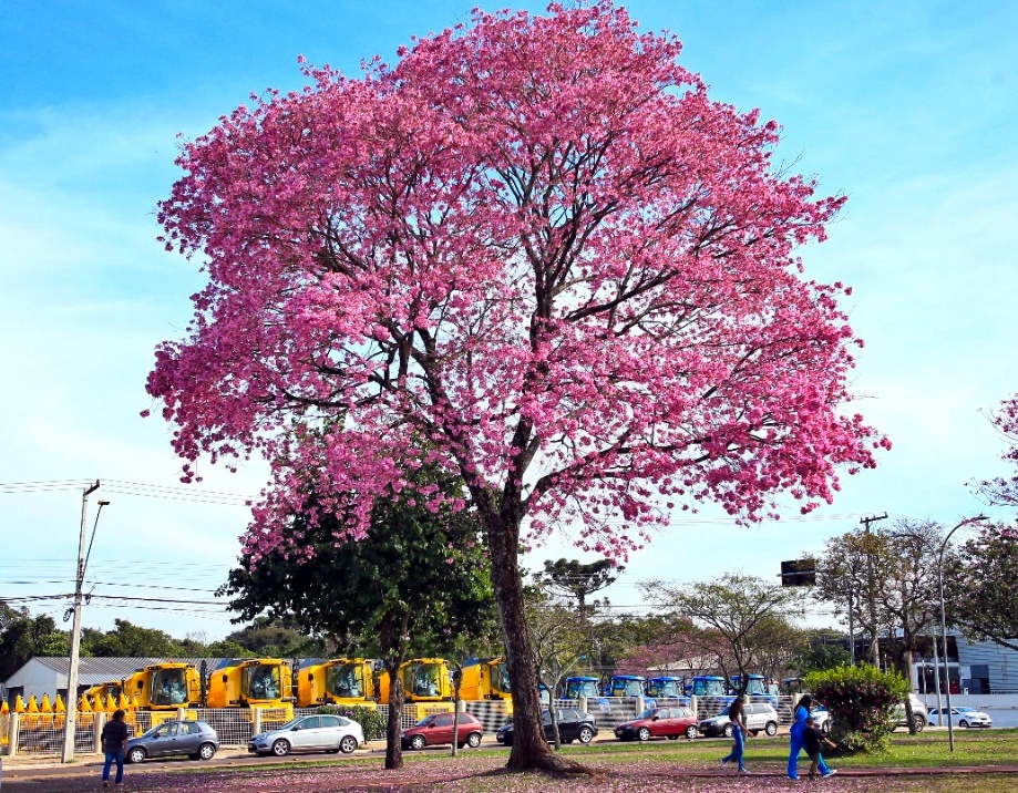 Ipês florescem e transformam Cacoal, em um espetáculo de cores durante a estiagem