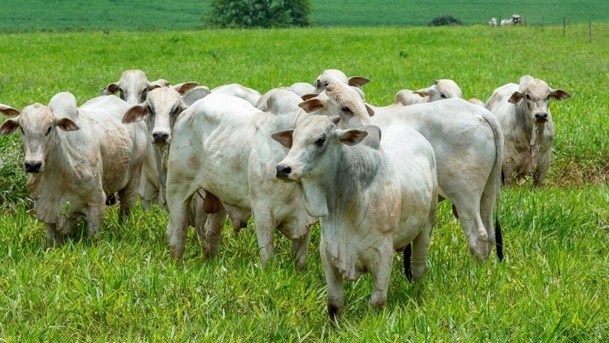 Arroba do boi gordo chega a R$ 335 em Rondônia; mercado mantém valorização