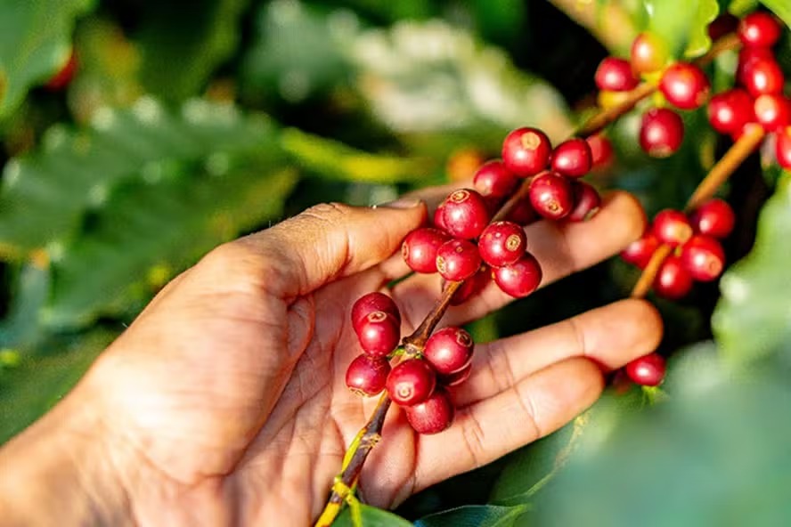 Café Robusta ultrapassa R$ 1 mil a saca em Rondônia