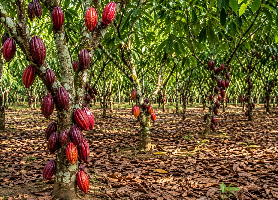 Cacau em Rondônia segue referências do mercado regional e internacional para formação de preços