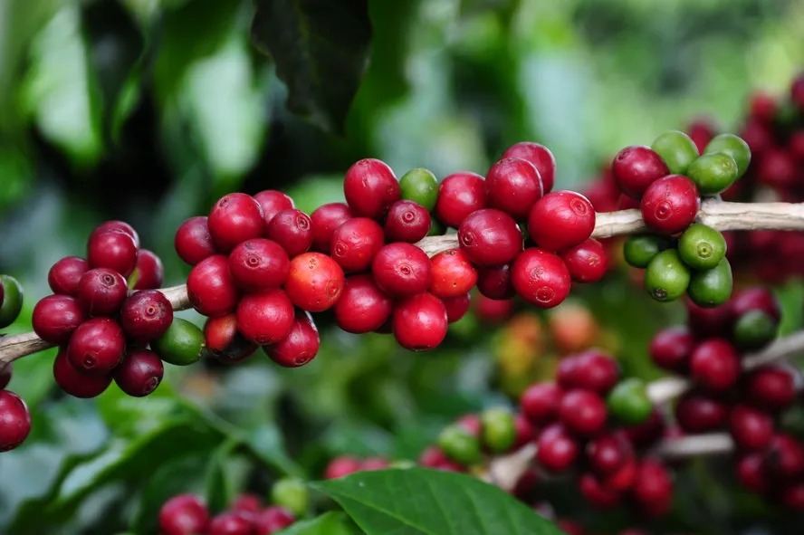 Café volta a R$ 920 em Cacoal e encerra semana com recuperação no preço