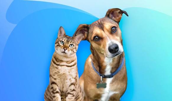 R$ 346,5 mil para castração de cães e gatos em Jaru