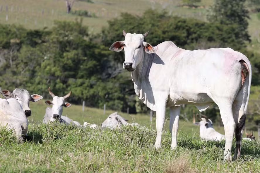 Boi gordo chega a R$ 350 por arroba no Sudeste de Rondônia; confira preços da vaca, novilha e bezerro