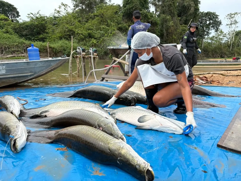 Manejo captura 361 pirarucus invasores e gera renda para extrativistas