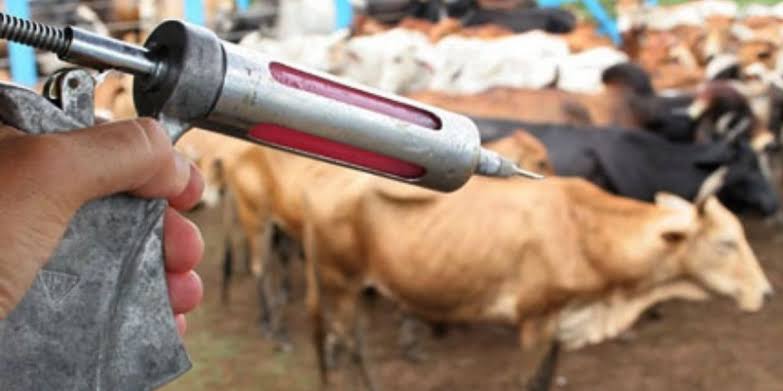 Alero pede apuração sobre oferta e preços de vacinas contra doenças bovinas em Rondônia