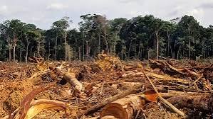 Desmatamento recua na Amazônia e no Cerrado; dados do Inpe