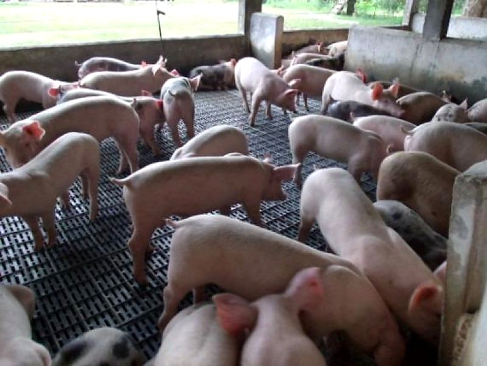 Rondônia tem 197,4 mil suínos e mantém vigilância para proteção