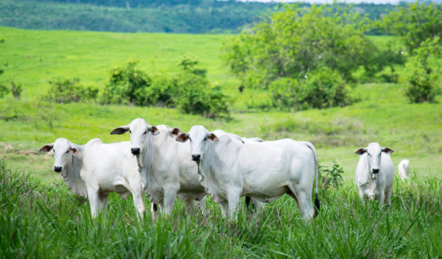 Preço do boi e vaca registram estabilidade, mas feijão poderá subir, por causa do clima, em Rondônia