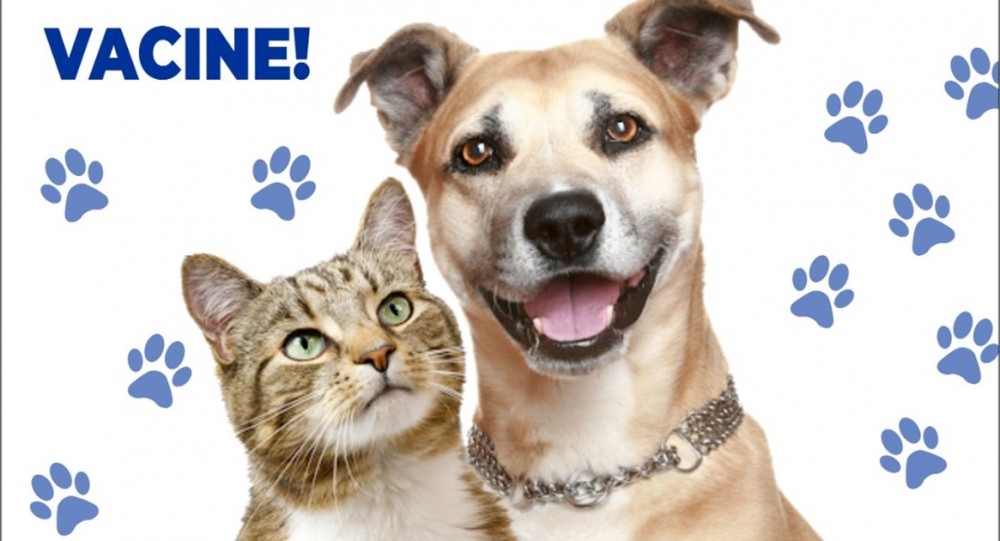 Não vacile! Vacine. Animais podem ser imunizados todas as sextas-feiras no CCZ de Cacoal, RO