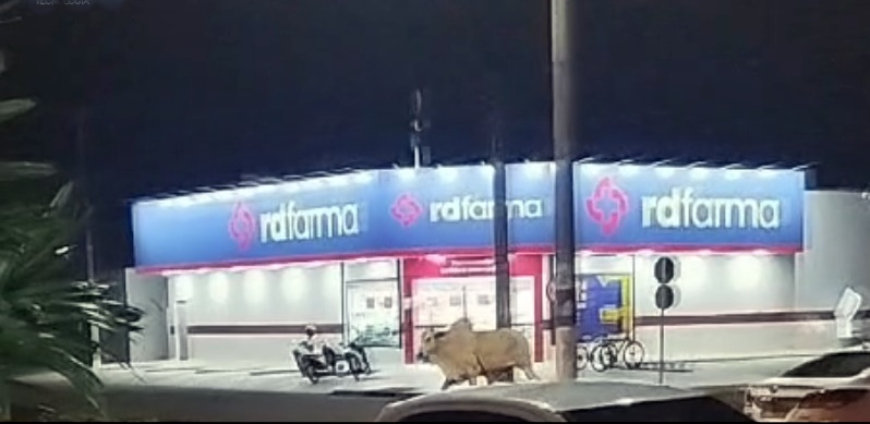 Boi desfila por ruas de Pimenta Bueno; veja o vídeo do animal sendo capturado